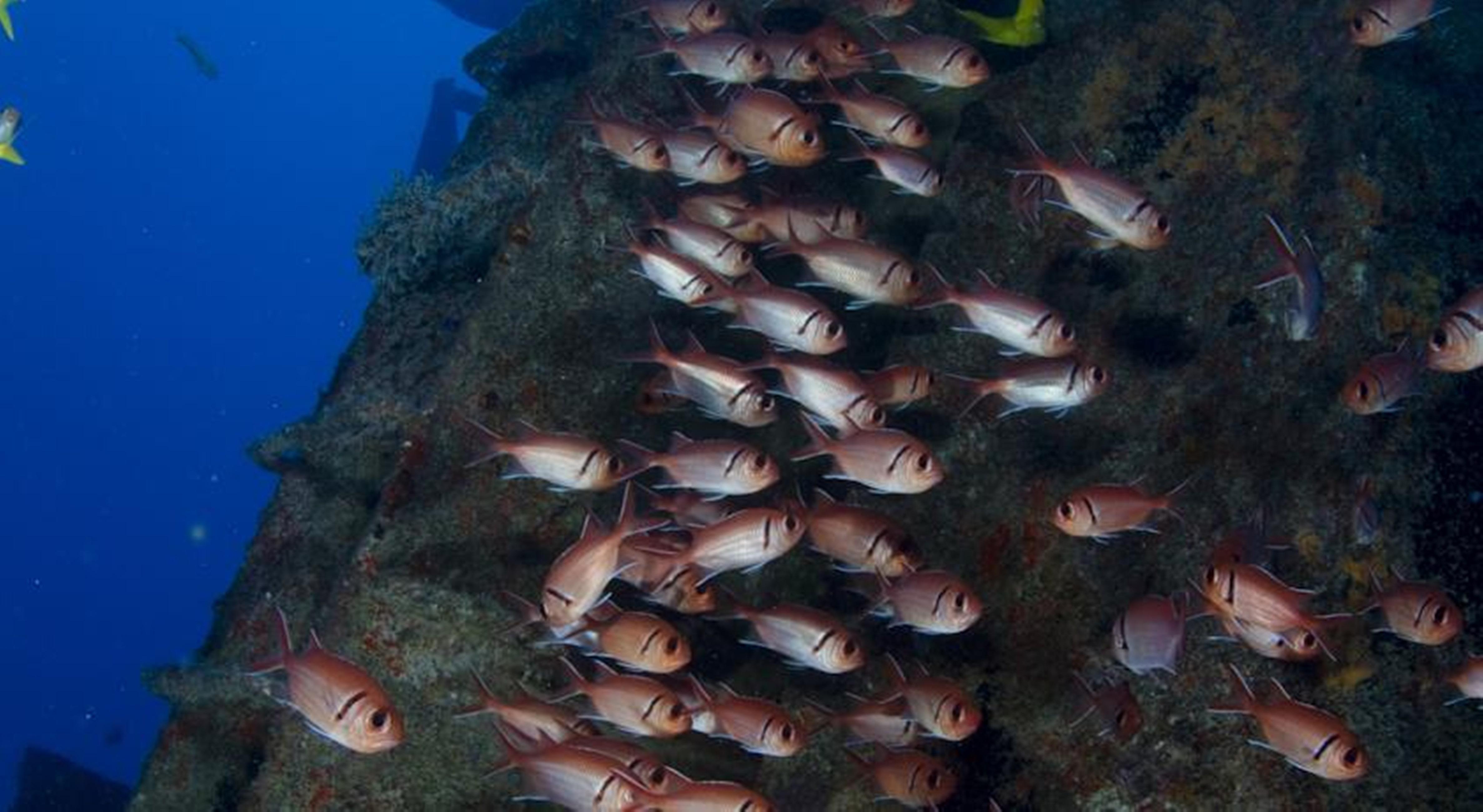 منتجع سيرامبي Pôrto das Galinhas المظهر الخارجي الصورة
